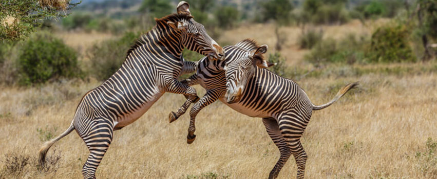 10 Days Kenya Wildlife Adventure Safari