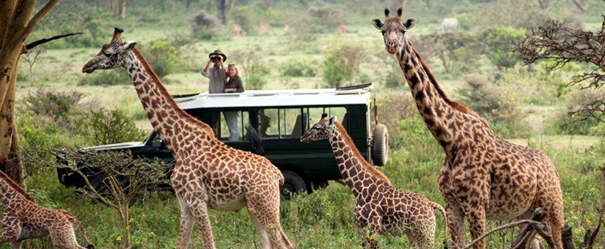 4 Days Masai Mara & Lake Nakuru National Park Safari