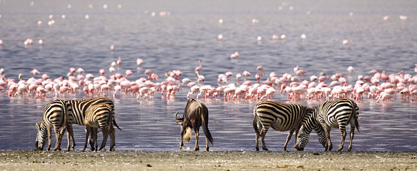 5 Days Lake Nakuru, Bogoria, Naivasha & Masai Mara Safari
