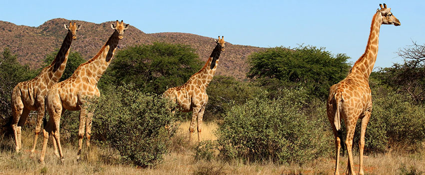 6 Days Amboseli , Aberdares, Lake Nakuru & Masai Mara Safari