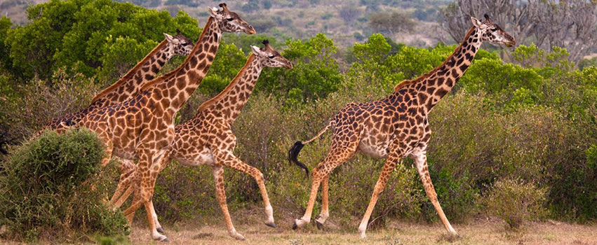 6 Days Best of Tanzania Adventure Safari