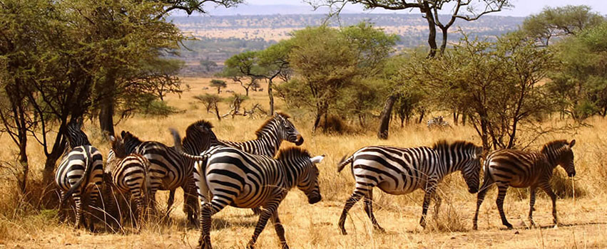 7 Days Tsavo West, Tsavo East, Amboseli, Lake Naivasha & Masai Mara Safari