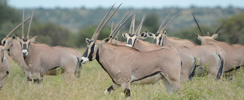 8 Days Aberdares, Samburu, Sweetwaters, Lake Nakuru & Masai Mara Safari