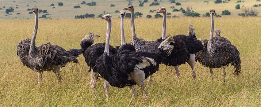 8 Days Amboseli, Samburu, Aberdares, Lake Nakuru & Masai Mara Safari