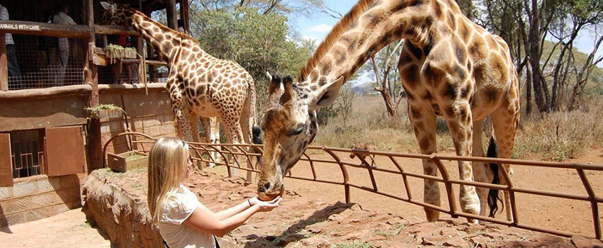 Nairobi Full Day Trip: David Sheldrick Elephant Orphanage, Nairobi National Park, & The Giraffe Center