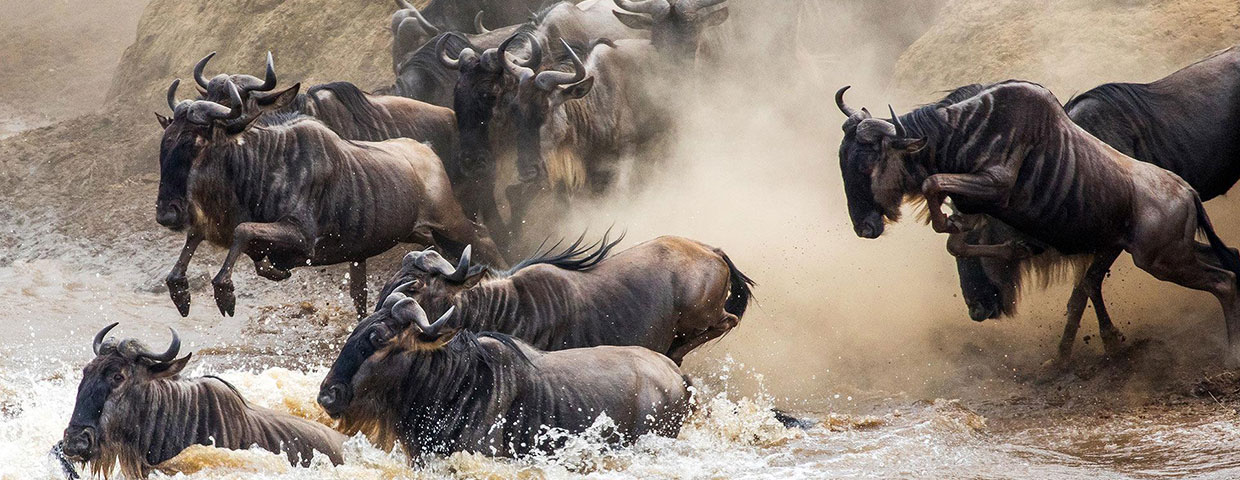 Wildebeest Migration Masai Mara